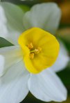 flower (37)