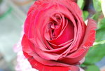 flower (8)