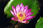 garden-10