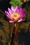 garden-21