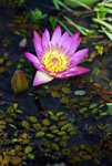 garden-22