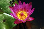 garden-24