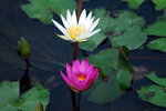 garden-4