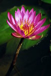 garden-76