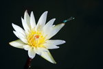 garden-83