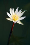 garden-94