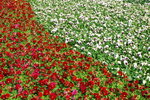 flower2008-1