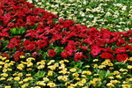 flower2008-12