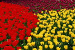 flower2008-139