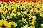 flower2008-154