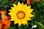 flower2008-158
