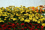flower2008-16