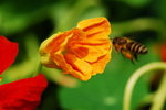 flower2008-163