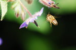 flower2008-167