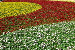 flower2008-19