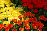 flower2008-20