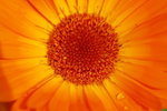 flower2008-27