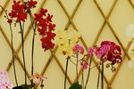 flower2008-3