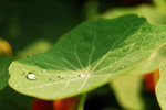 flower2008-32
