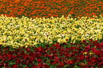 flower2008-38