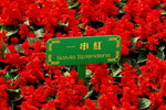 flower2008-48
