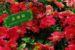 flower2008-49