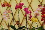 flower2008-5