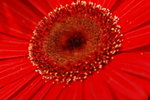 flower2008-52