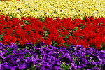 flower2008-53