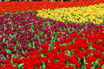 flower2008-55