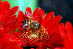 flower2008-57