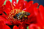 flower2008-58