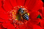 flower2008-59