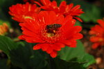 flower2008-60