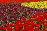 flower2008-62