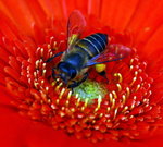 flower2008-65