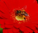 flower2008-68