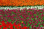 flower2008-76