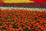flower2008-79