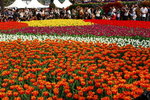 flower2008-90