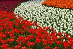 flower2008-97