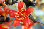 hk_flower-13