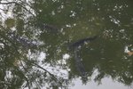 IMG_0989
