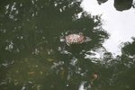 IMG_0995