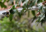 IMG_4974