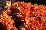 IMG_0199