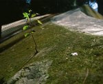 以有限為無限
