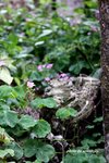 IMG_9295s