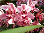 DSCN0278