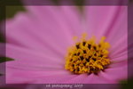 DSC_2742-